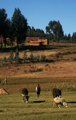 anzaldo, picture 12: donkeys. click on the image to go to the next picture