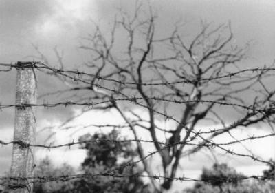 baltics, picture 5: tangle. click on the image to go to the next picture