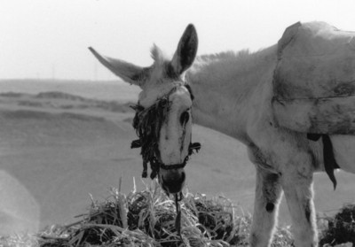 cairo, picture 6: kevin. click on the image to go to the next picture