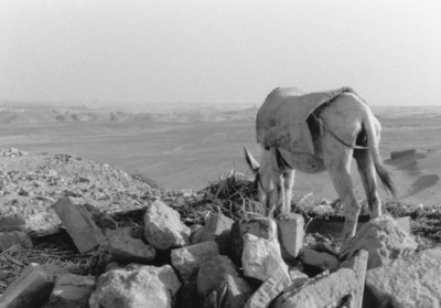 cairo, picture 9: just get on with it. click on the image to go to the next picture