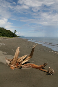 october, picture 7: tree. click on the image to go to the next picture