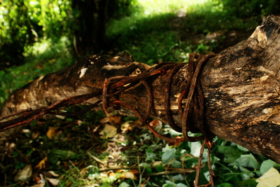 pentecost, picture 10: iso9001. click on the image to go to the next picture