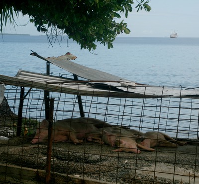 tuvalu, picture 16: sleeping. click on the image to go to the next picture