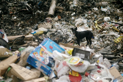 tuvalu, picture 21: dog. click on the image to go to the next picture