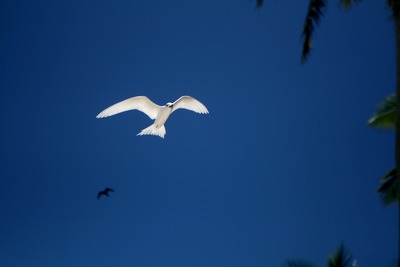 tuvalu, picture 5: bird. click on the image to go to the next picture
