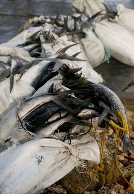 western, picture 21: tuna. click on the image to go to the next picture